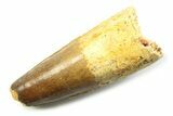 Fossil Spinosaurus Tooth - Real Fossil Tooth #357690-1